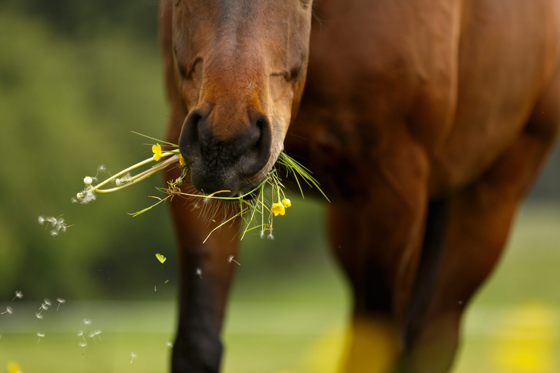 Paard is gras aan het eten